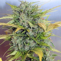 Semillas feminizadas autoflorecientes de AK 47 Central de Semillas